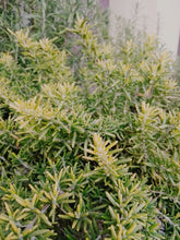 Rosmarino ‘Wilma’s gold’