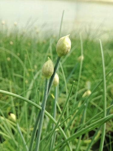 Erba cipollina piccante