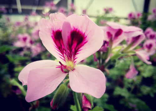 Kit Pelargonium aromatici