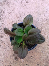 Piantaggine rossa