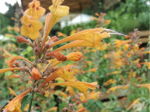 Agastache albicocca