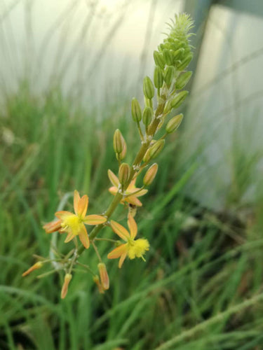 Aloe africana