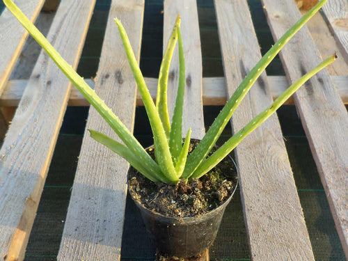 Aloe