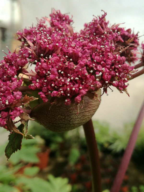 Angelica coreana