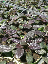 Terriccio bio misto pomice vulcanica 2,5 kg