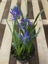 Camassia