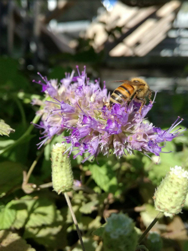 Agastache foeniculum