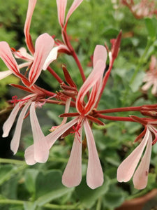 Kit Pelargonium aromatici