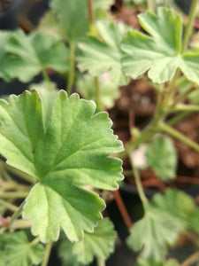 Kit Pelargonium aromatici