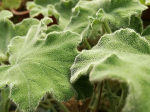 Kit Pelargonium aromatici