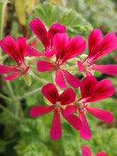 Kit Pelargonium aromatici