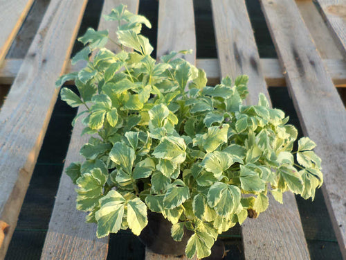 Girardina silvestre variegata