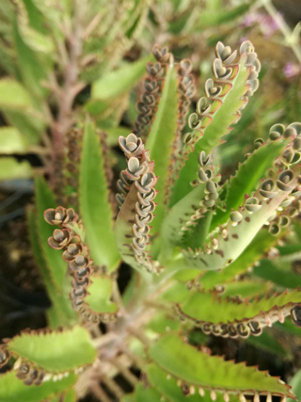 Kalanchoe daigremontiana