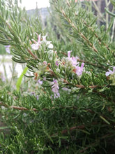 Rosmarino ‘Majorca Pink’