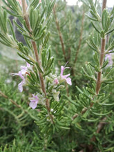 Rosmarino ‘Majorca Pink’