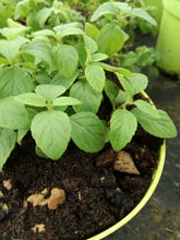 Menta banana