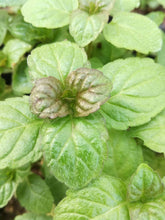 Menta basilico