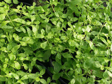 Menta giamaicana