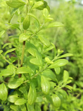 Menta giamaicana