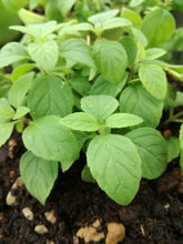 Menta banana