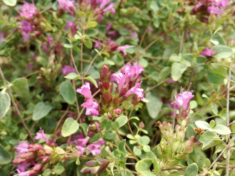 Origano ‘Hopley’s Purple’