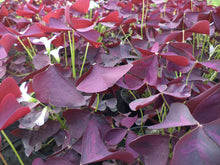 Oxalis ‘Burgundy Wine’