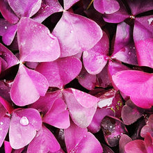 Oxalis ‘Burgundy Wine’