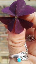 Oxalis ‘Burgundy Wine’