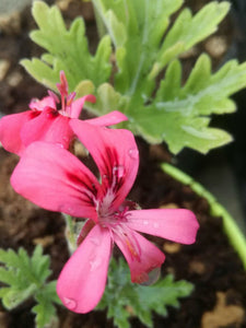 Kit Pelargonium aromatici