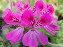 Pelargonium cedro