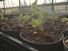 Pelargonium cedro