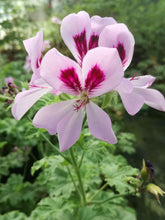 Kit Pelargonium aromatici