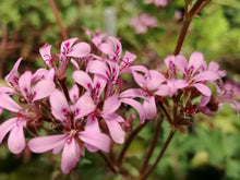 Kit Pelargonium aromatici