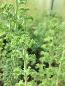 Kit Pelargonium aromatici