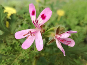 Kit Pelargonium aromatici