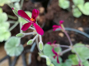 Kit Pelargonium aromatici