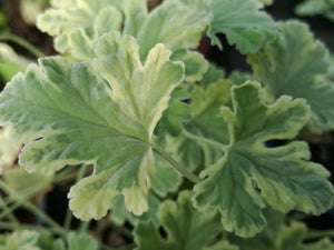 Kit Pelargonium aromatici