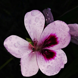 Kit Pelargonium aromatici