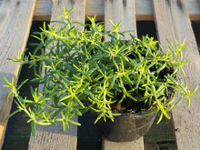 Rosmarino ‘Wilma’s gold’