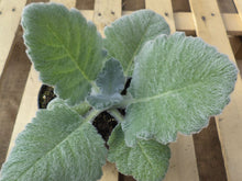 Salvia argentea