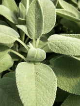 Salvia foglia larga