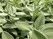Salvia foglia larga