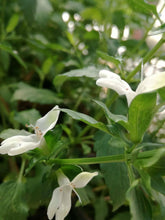 Tè siciliano