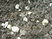 Terriccio bio misto pomice vulcanica 2,5 kg