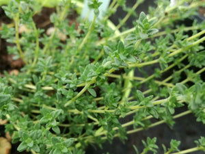 Kit ‘If in doubt use thyme’