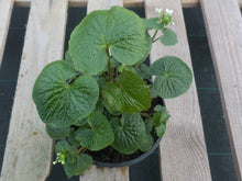 Wasabi