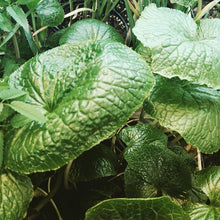 Wasabi